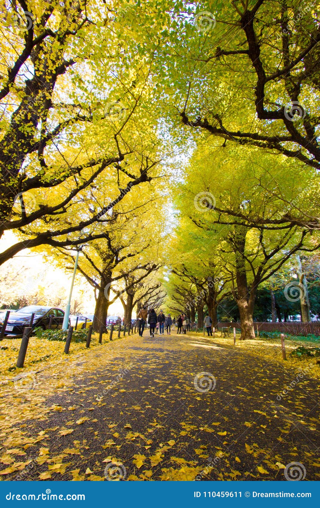Meiji Jingu Gaien Park S Ginkgo Avenue Stock Photo Megapixl Meiji Jingu Gaien Park S Ginkgo Avenue Stock Photo Megapixl