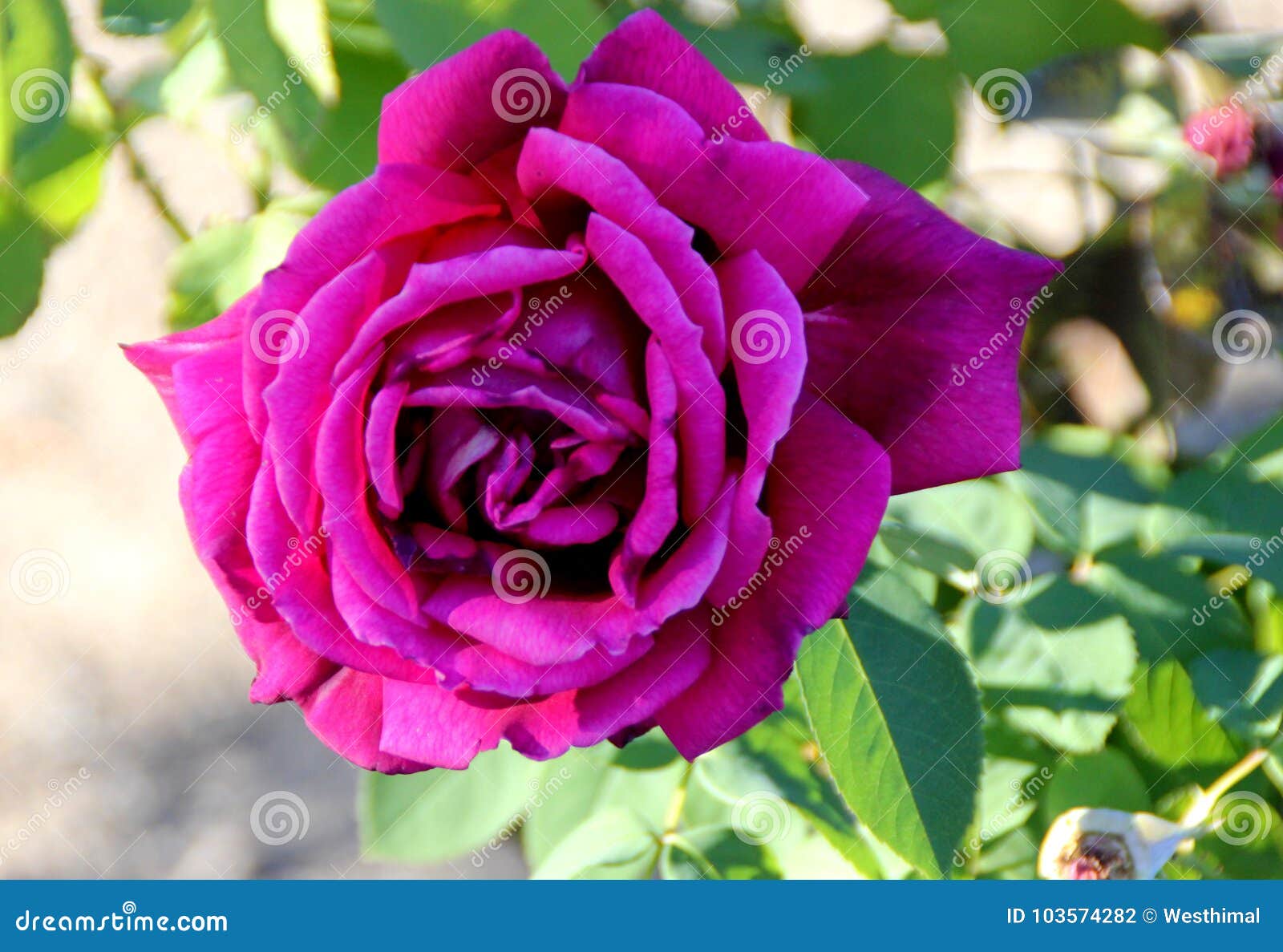 Розы Папе Фото