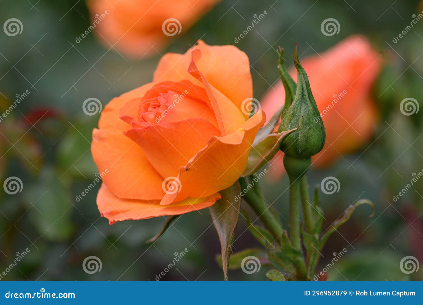 floribunda rose rosa message dâespoir, a semi-double yellow- orange-pink flowers