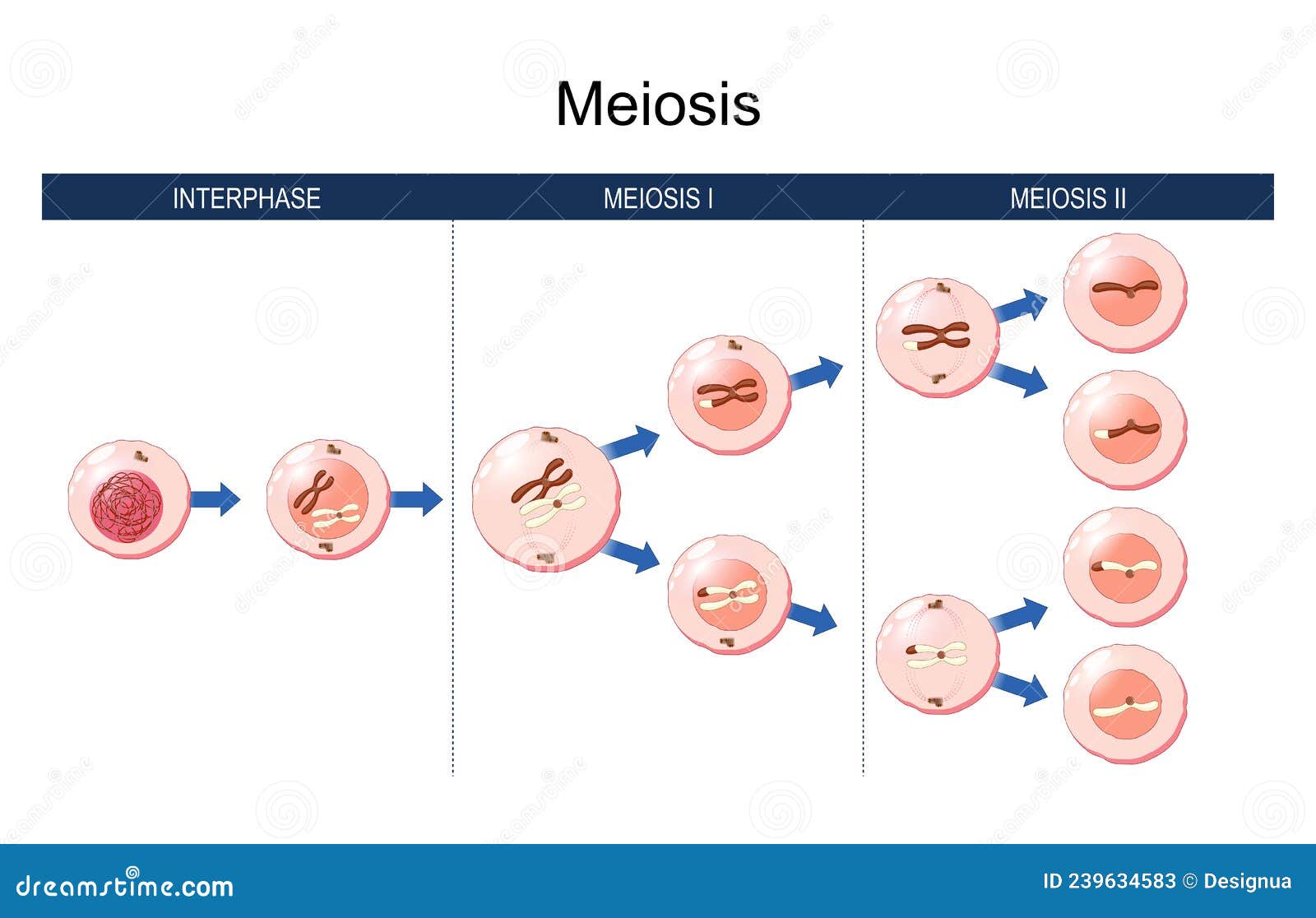 meiosis. cell division. homologous chromosomes