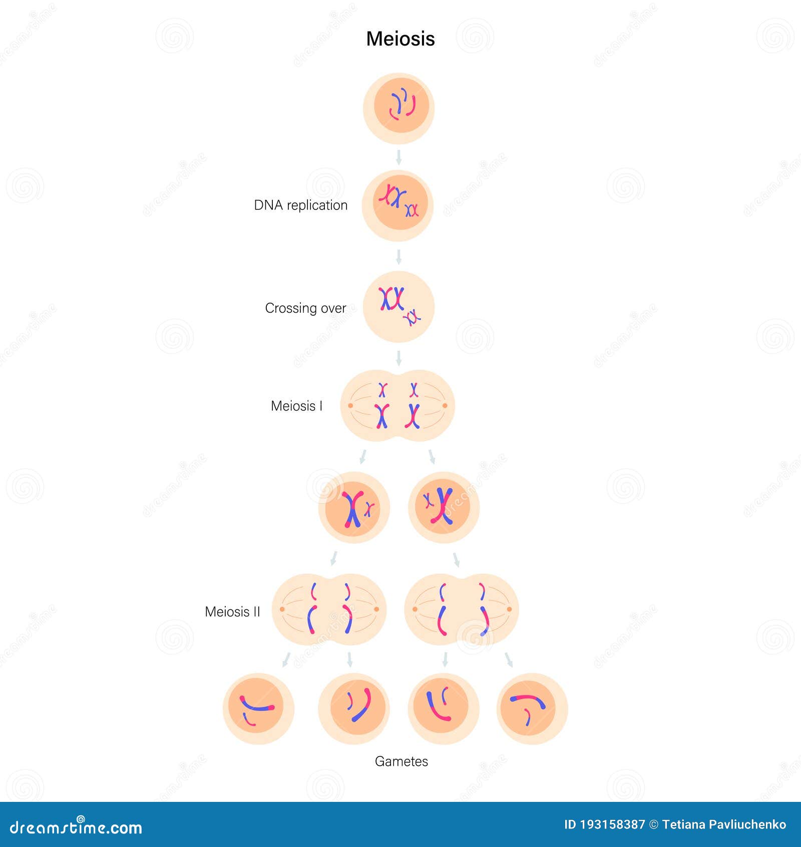 Meiosis cell division stock vector. Illustration of anatomy - 193158387