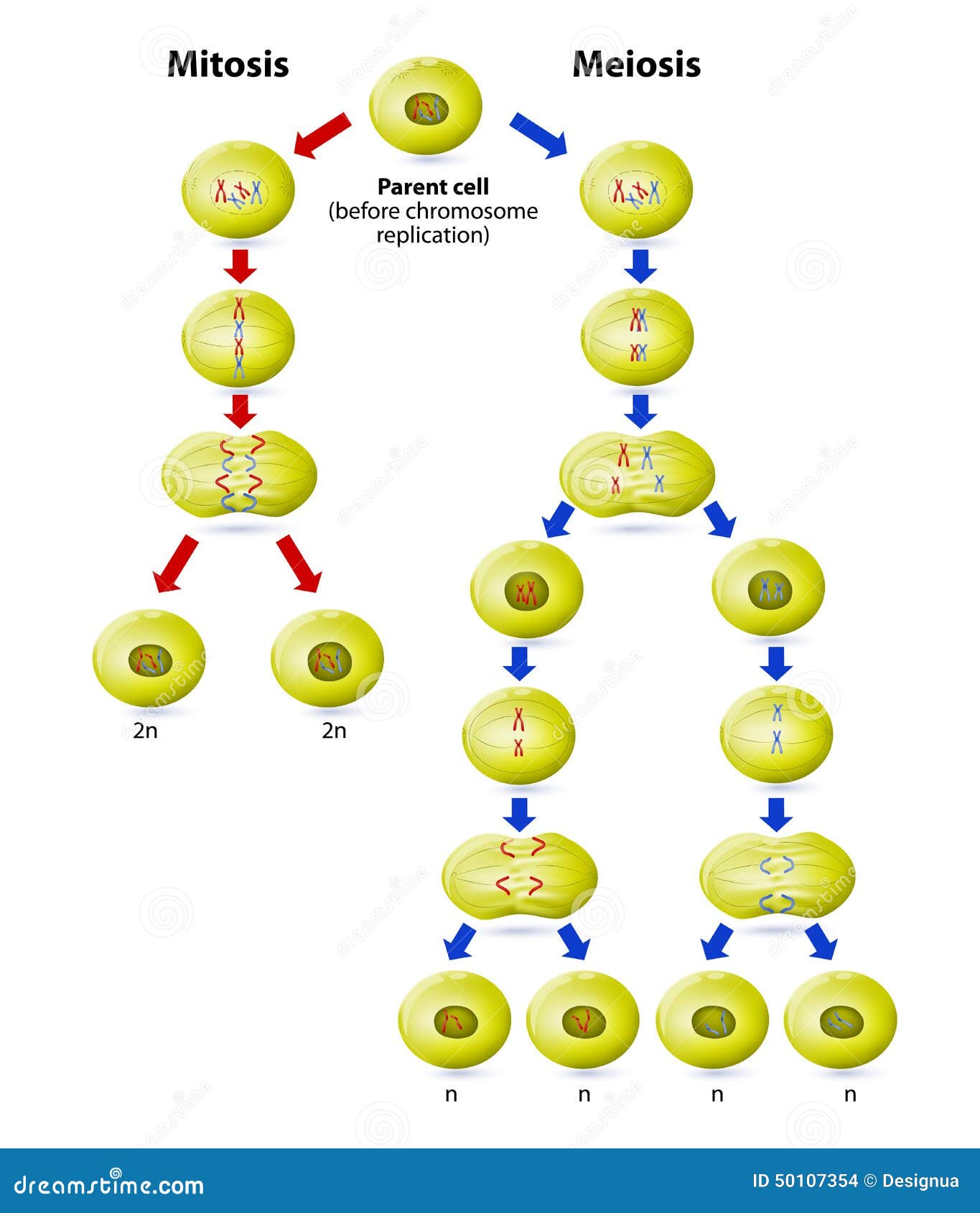 Resultado de imagen para meiosis