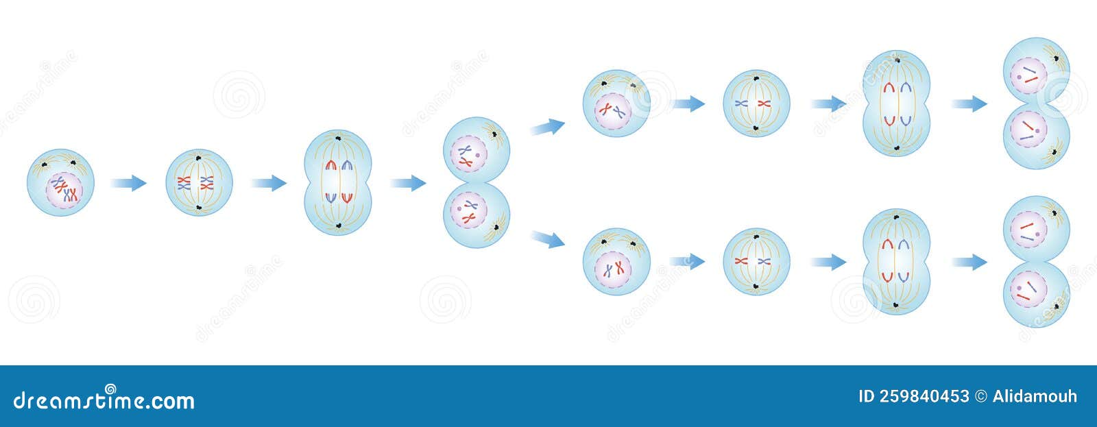 Meiosis Phases Stock Vector Illustration Of Cycle Mitosis 259840453