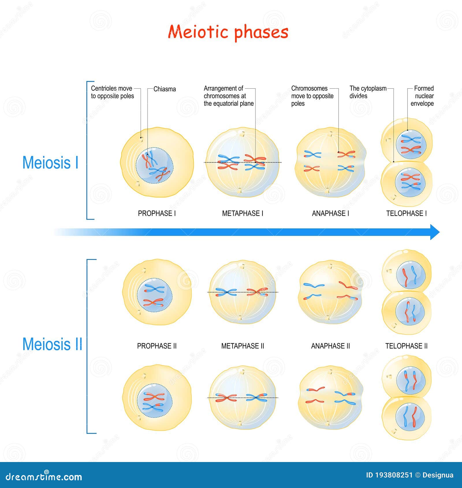 Meiosis Proceso De División De Celdas Ilustración Del Vector