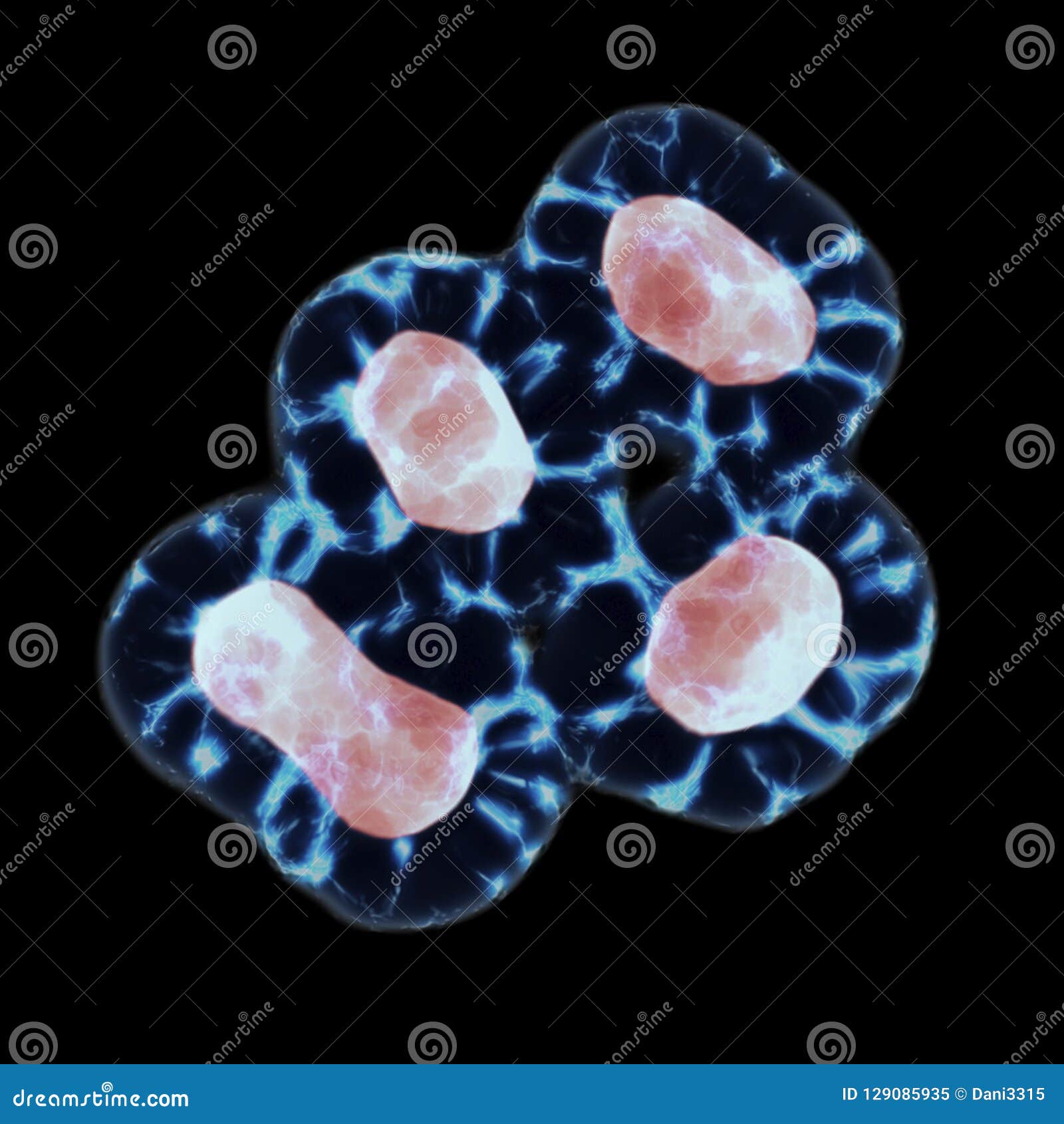 meiosis in telophase and cytokinesis stage, division of the cytoplasm into two daughter cells. 3d render