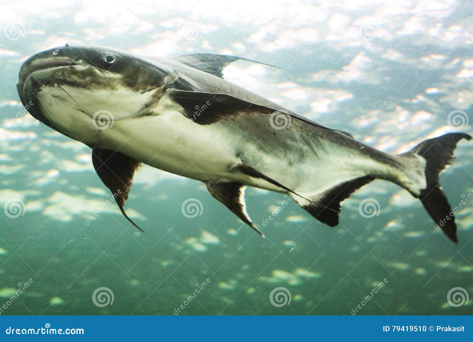 Mekong Giant Catfish Royalty-Free Stock Photography | CartoonDealer.com