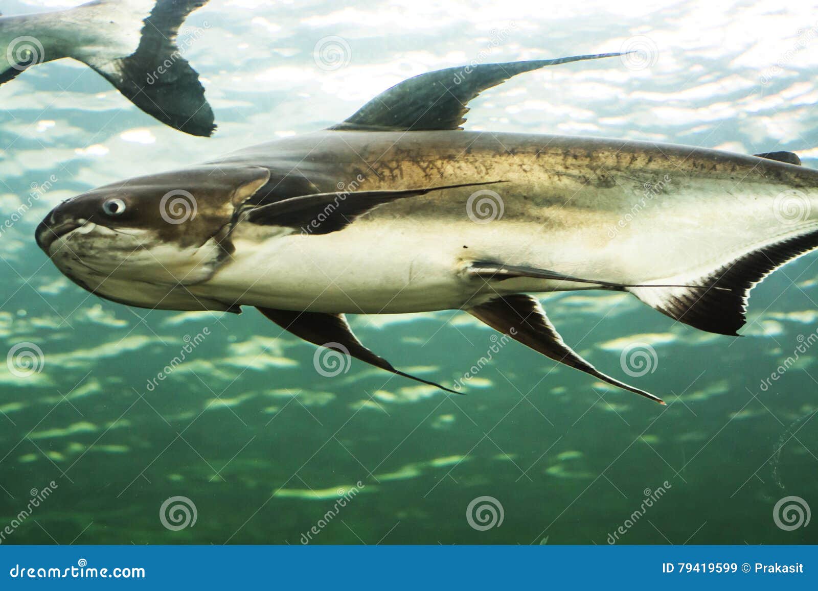 Mekong Giant Catfish Royalty-Free Stock Photography | CartoonDealer.com