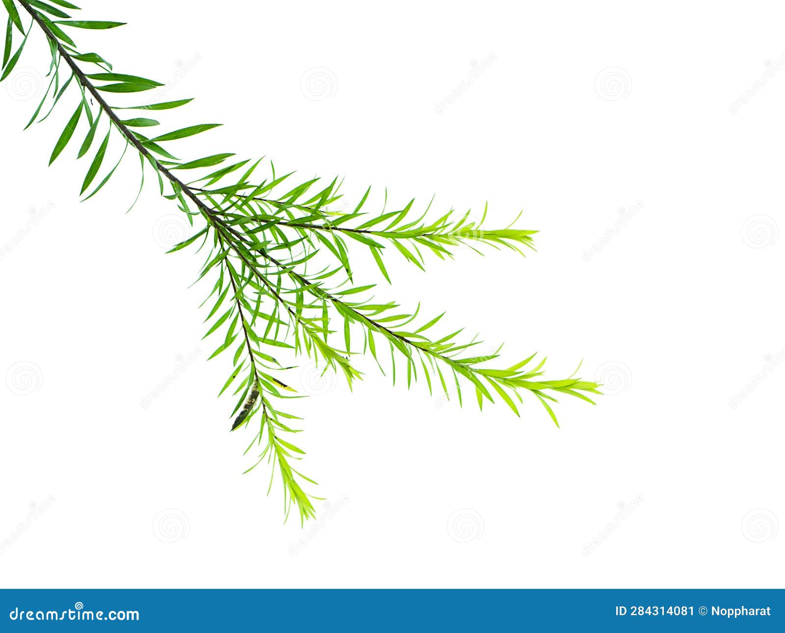 Melaleuca bracteata leaves stock image. Image of macro 284314081