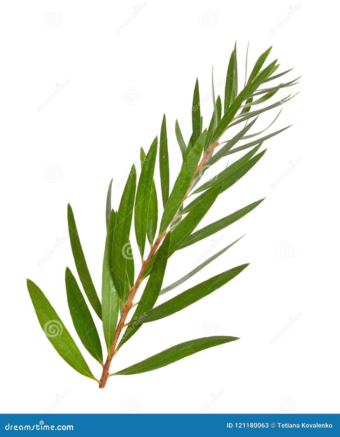 tea tree white background pictures tea tree white background pictures