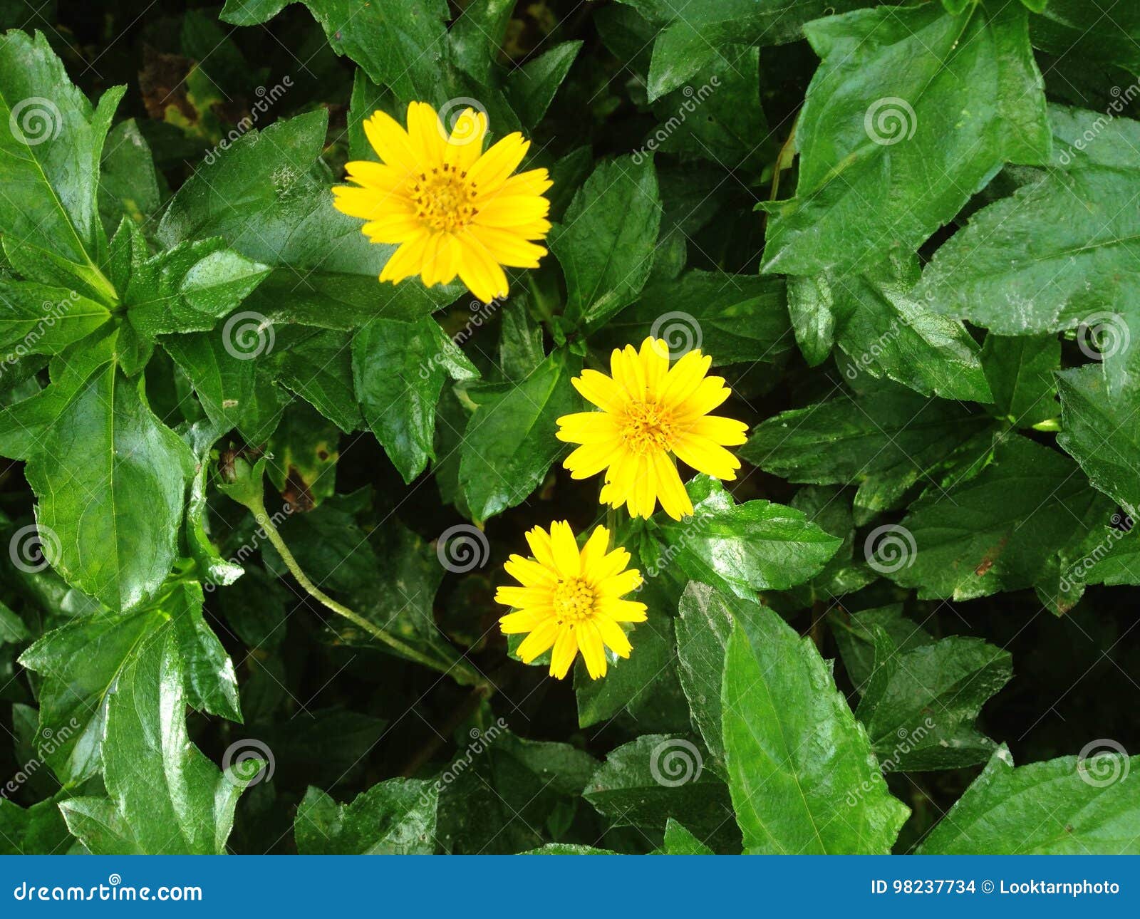 Melampodium Divaricatum Or Little Yellow Star Flower Stock