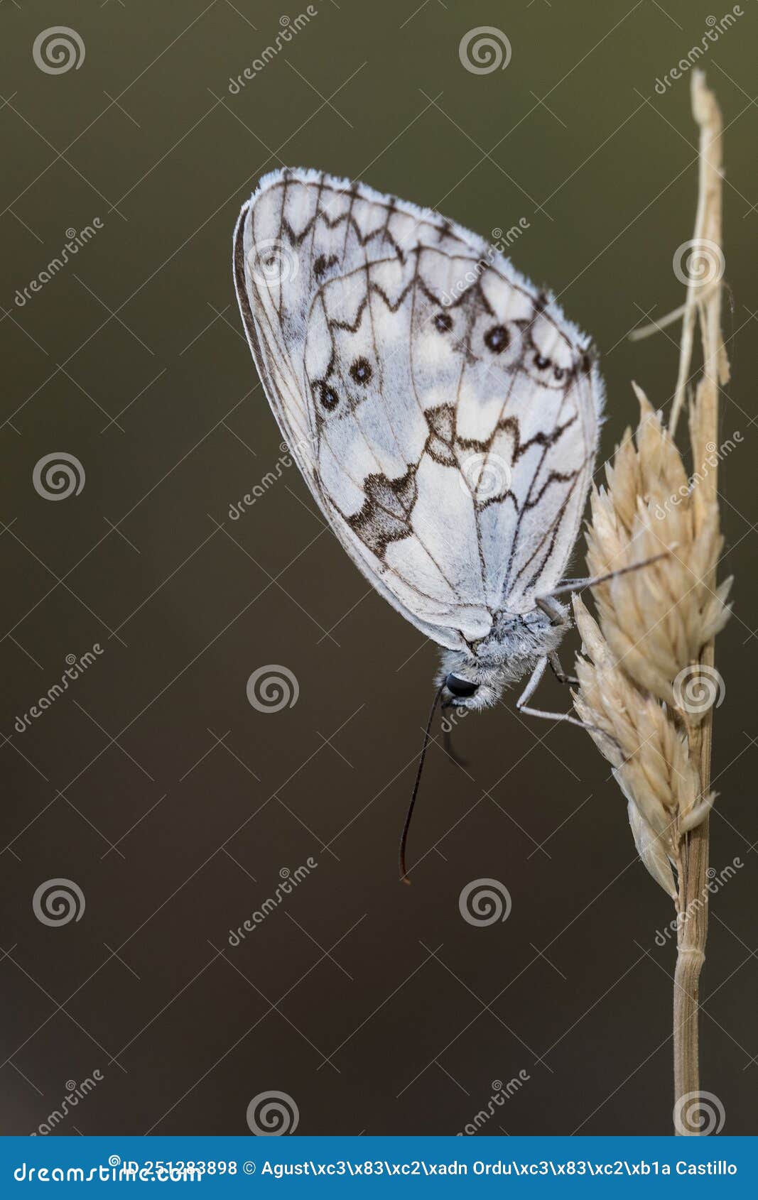 melanargia lachesis or iberian medioluto, is a species of lepidoptera ditrisio of the family nymphalidae