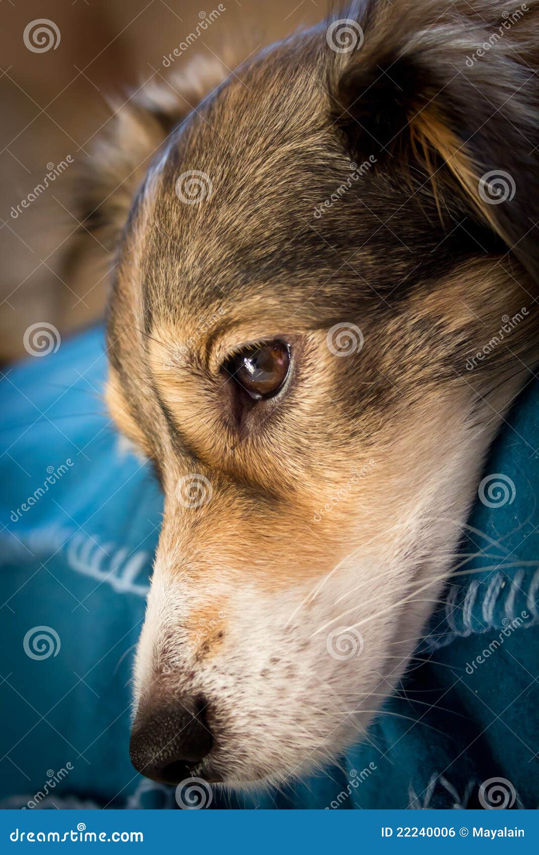 Melancholy dog stock photo. Image of melancholy, domestic 22240006