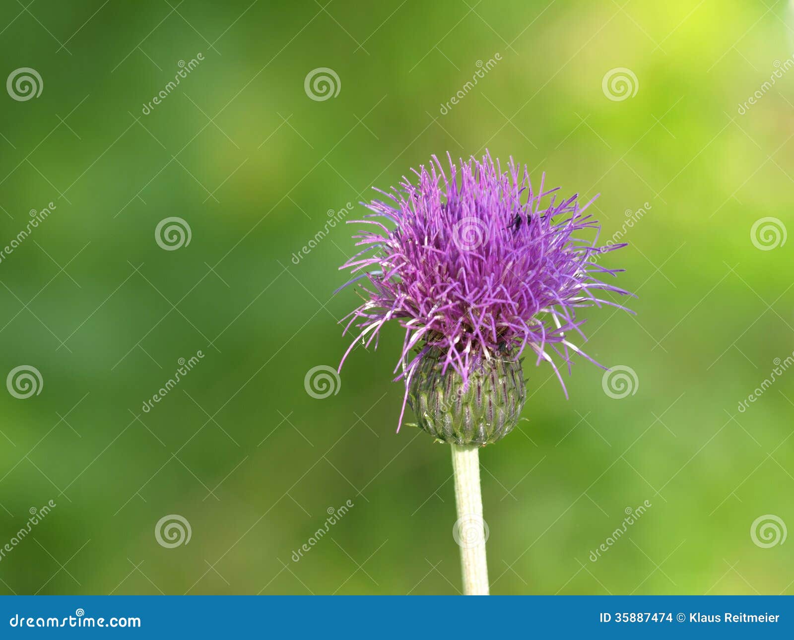 Melancholy thistle stock photo. Image of botany, botanic 35887474