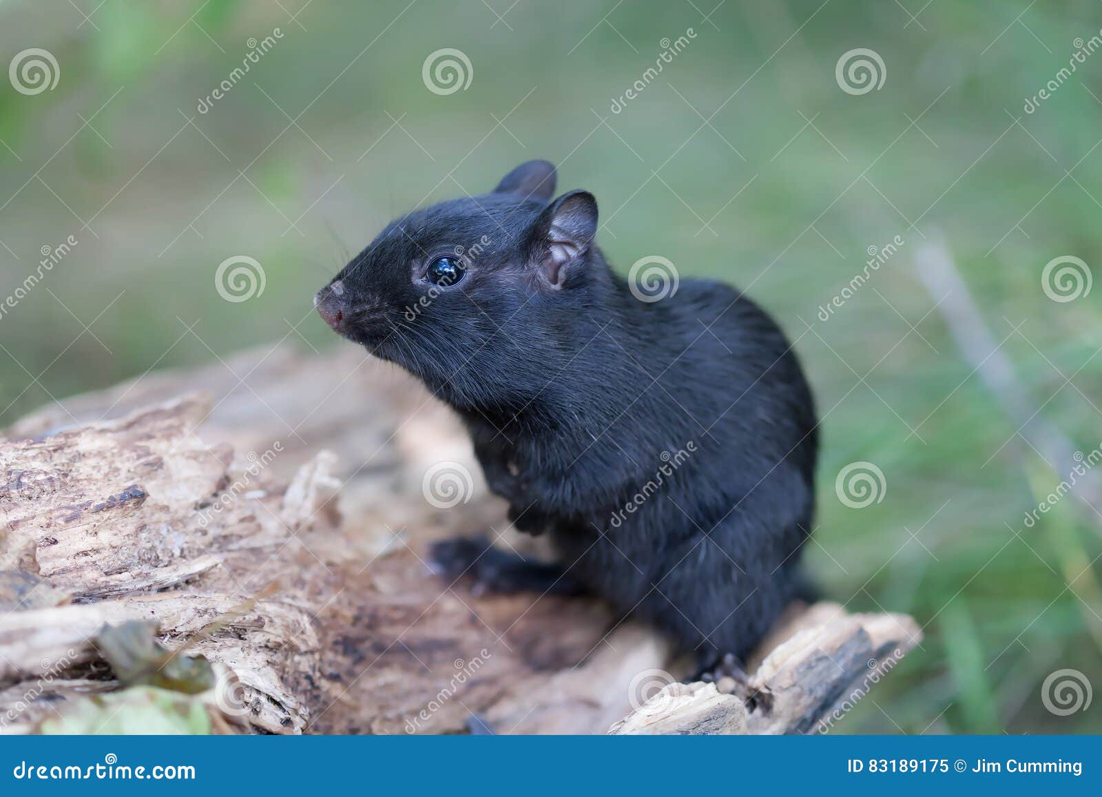 melanistic black chipmunk