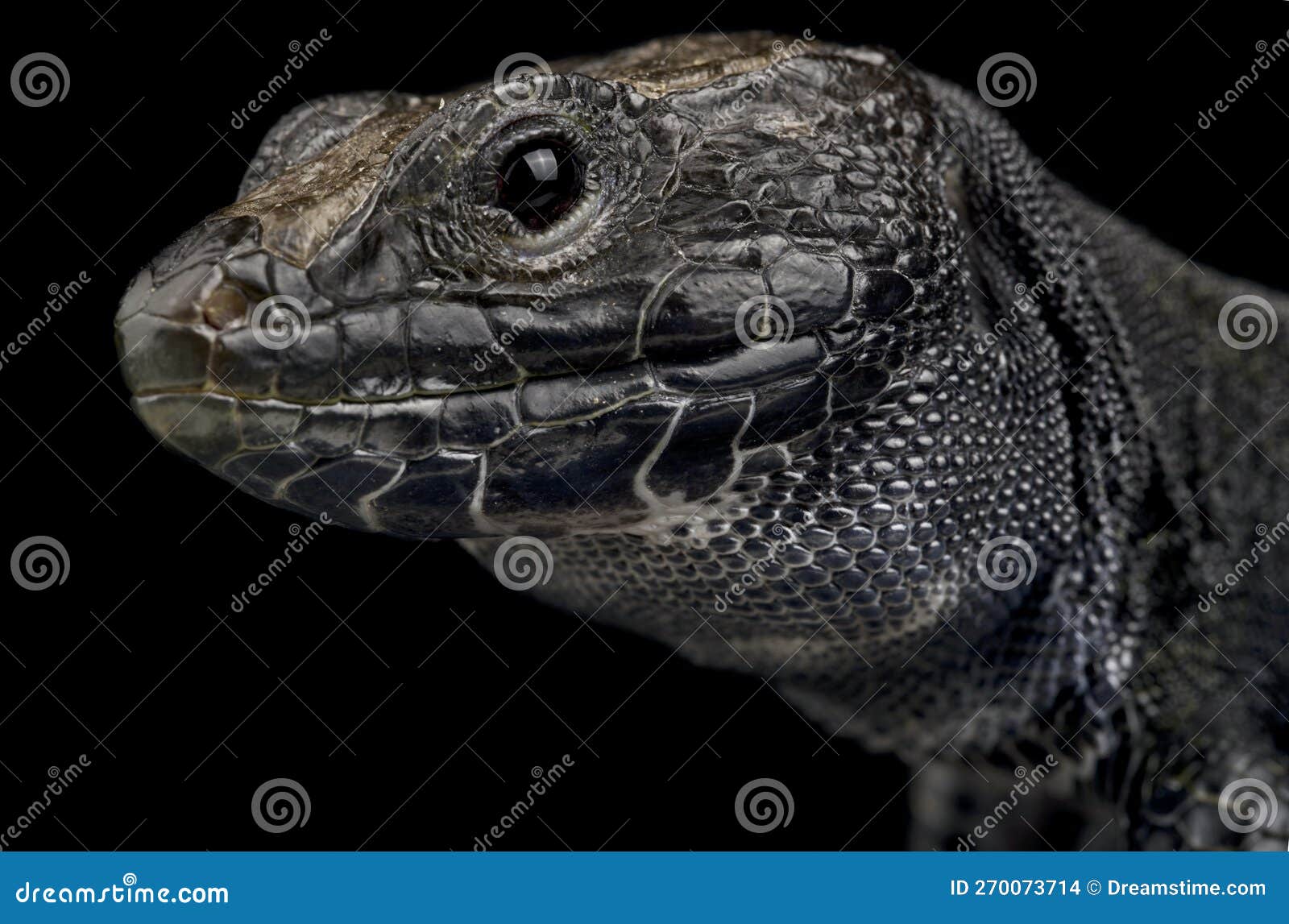 melanistic ocellated lizard (timon lepidus)