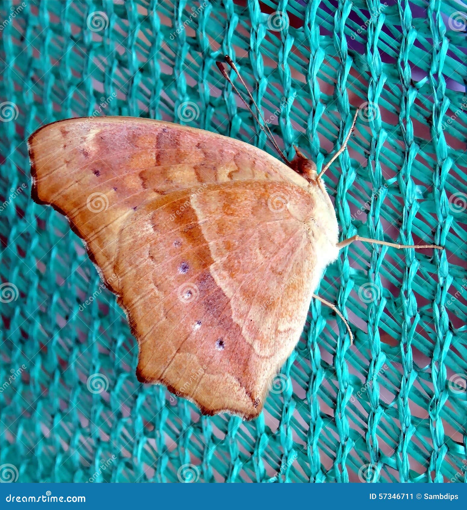 melanitis leda - common evening brown butterfly