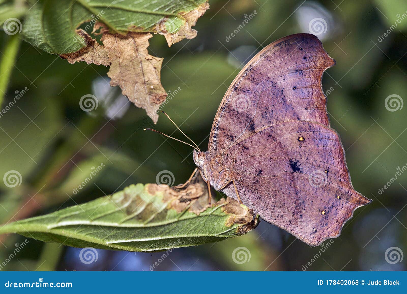 melanitis leda or evening brown butterfly