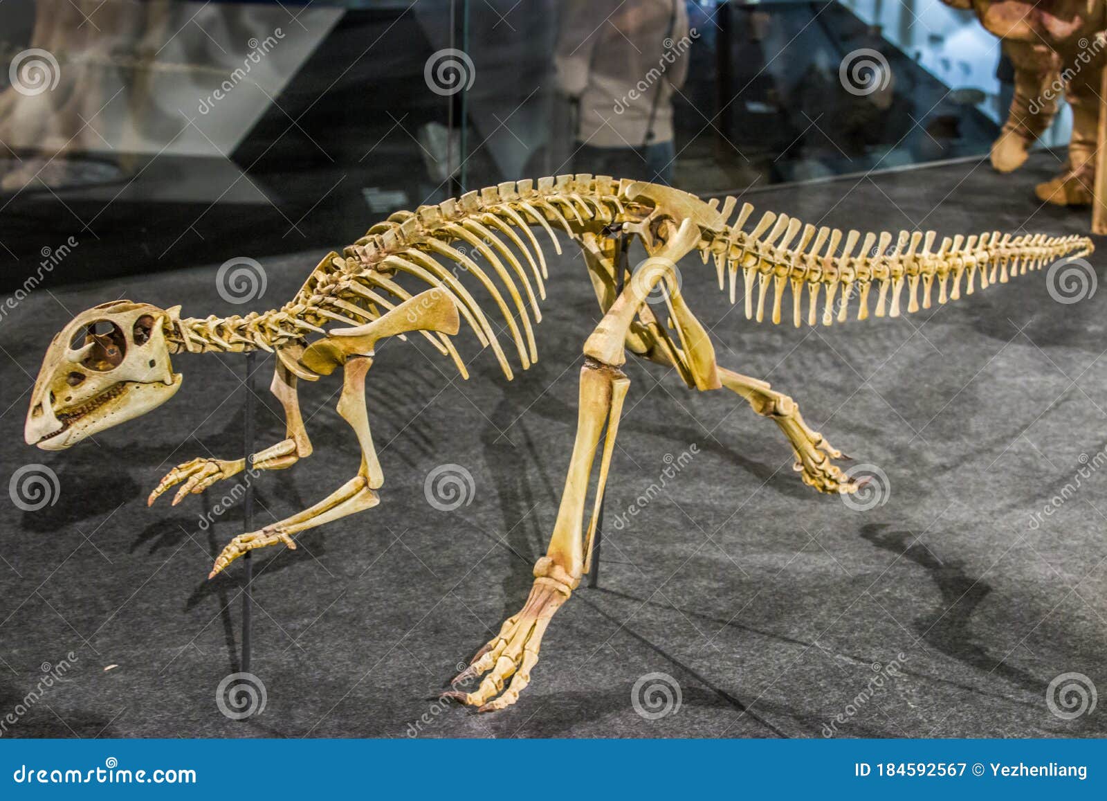 The Cast Fossil of Hypsilophodon Foxii Editorial Photography - Image of  australia, cretaceous: 184592567