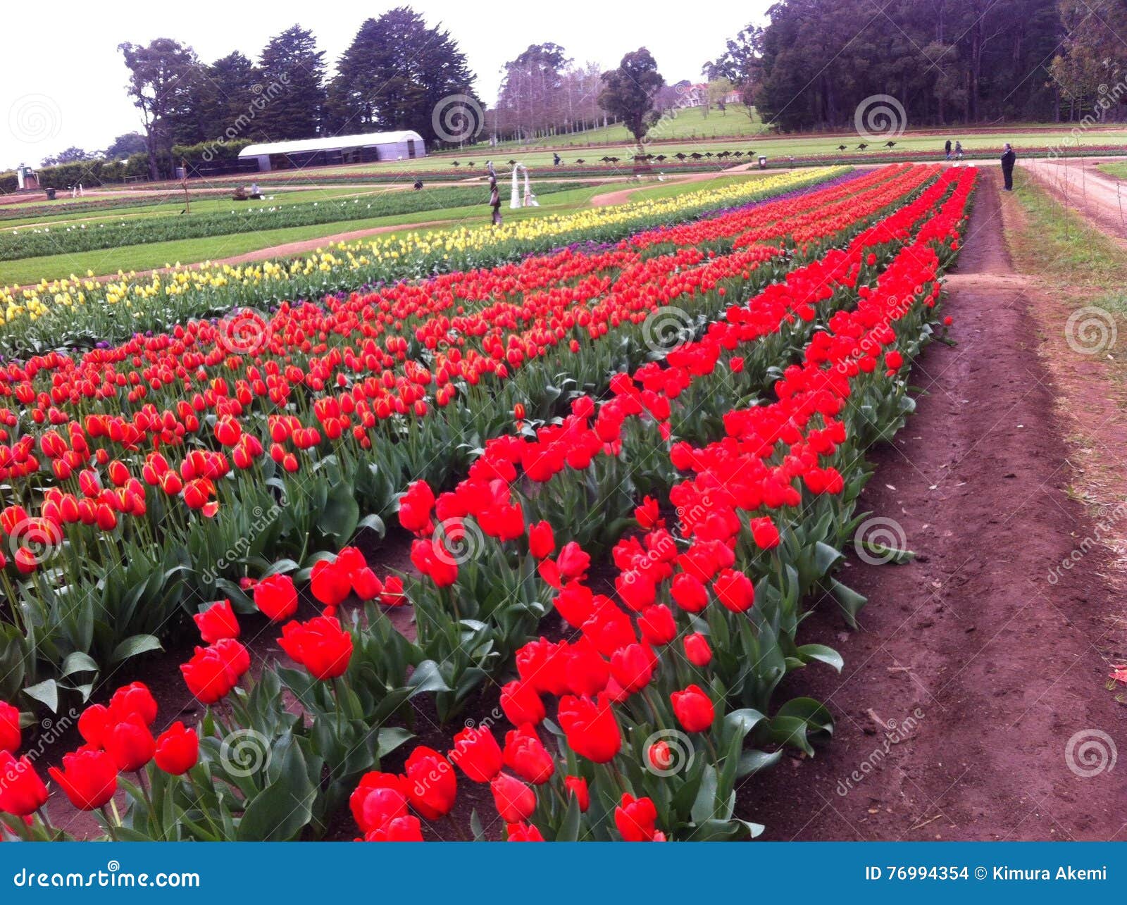 Melbourne editorial stock image. Image of melbourne, tulips 76994354