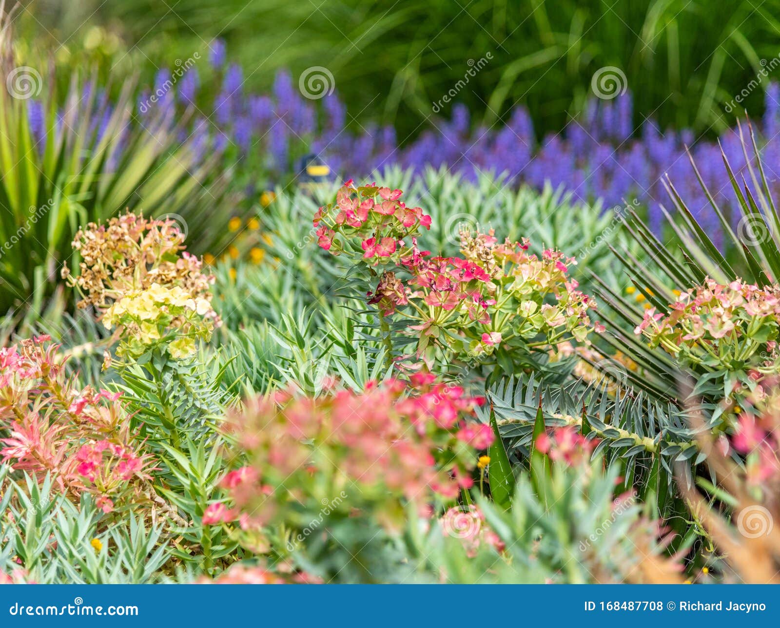 Flora and Fauna at the Melbourne Botanical Gardens Stock Photo - Image of  green, melbourne: 168487708