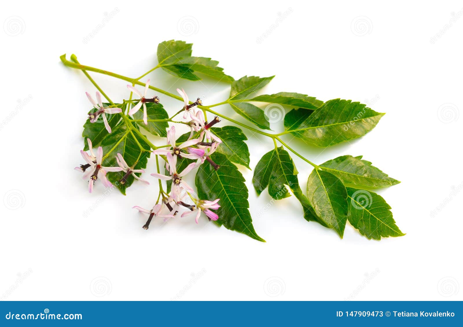 melia azedarach, chinaberry tree, pride of india, bead-tree, cape lilac, syringa berrytree, persian lilac