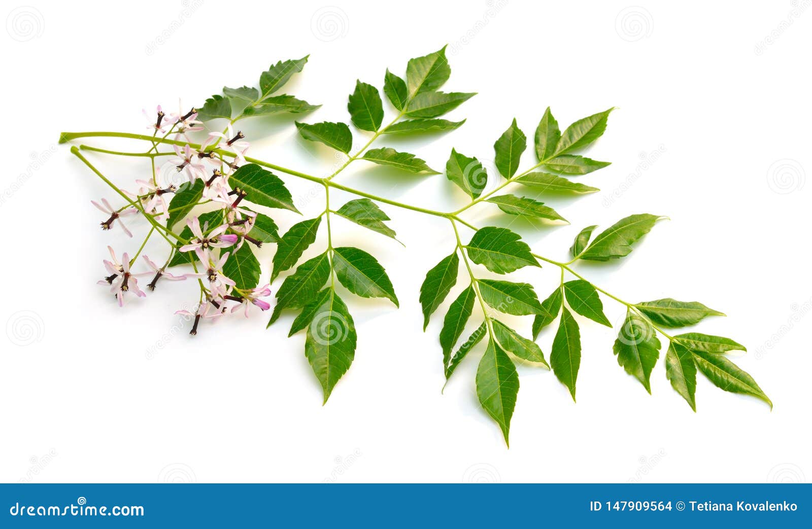 melia azedarach, chinaberry tree, pride of india, bead-tree, cape lilac, syringa berrytree, persian lilac