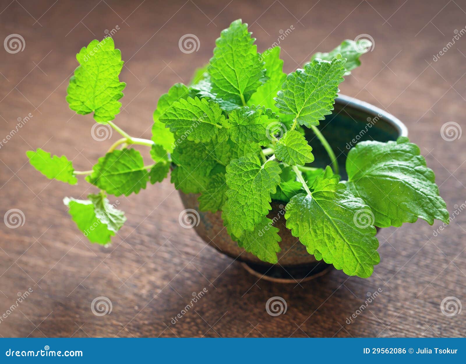 Melissa herb stock photo. Image of ingredient, branch 29562086