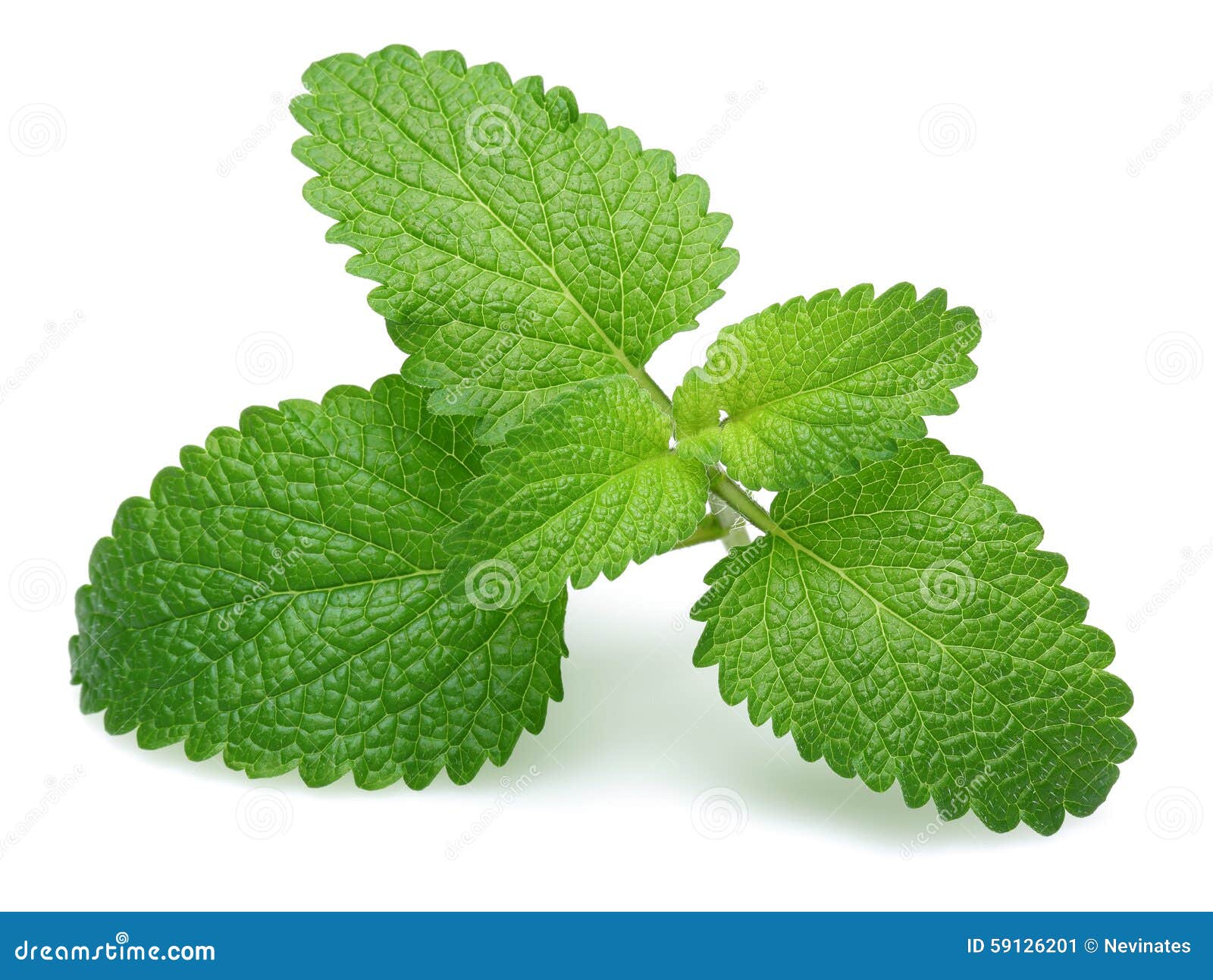 Melissa herb stock image. Image of flavor, botanic, leaf 59126201