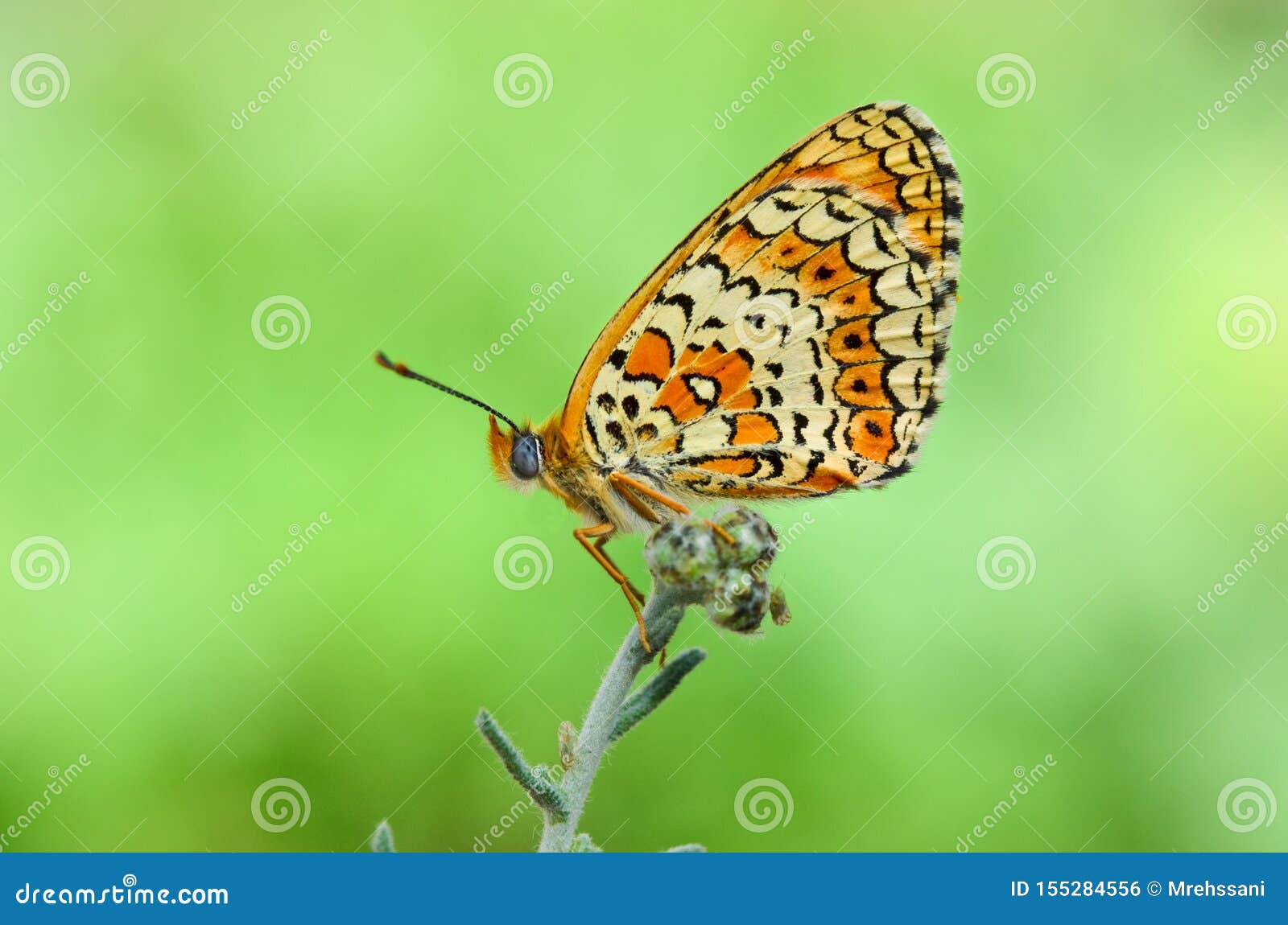 melitaea arduinna, the freyer`s fritillary butterfly