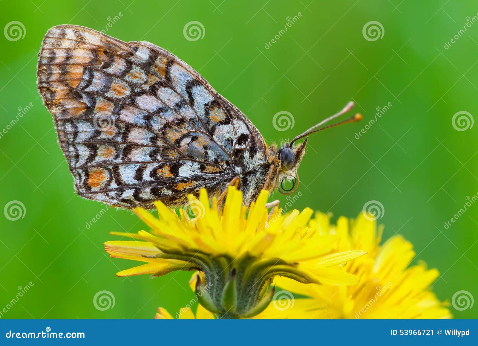 Macro photography of Melitaea athalia with natural background