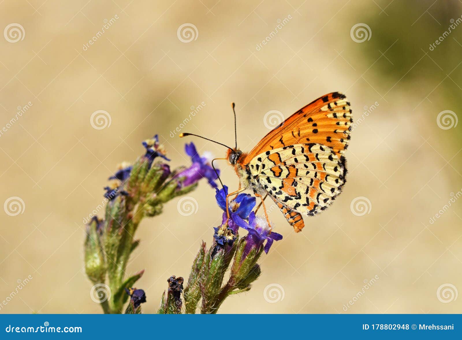 melitaea gina butterfly on blue flower in pale background , butterflies of iran