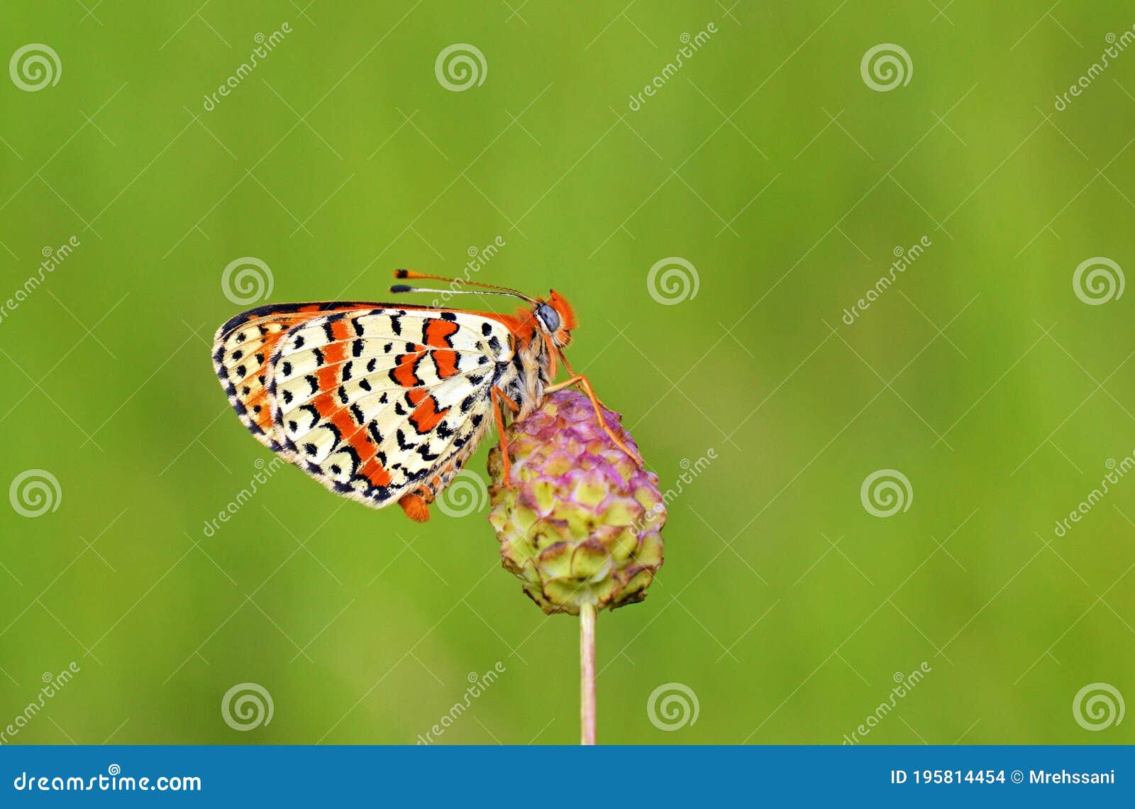 melitaea interrupta , the caucasian spotted fritillary butterfly