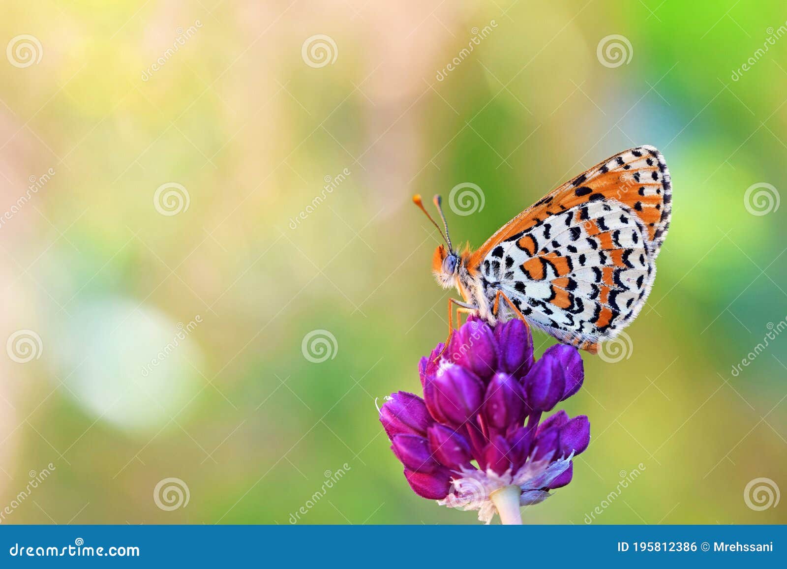 colorful photo of melitaea interrupta , the caucasian spotted fritillary butterfly in beautiful bokeh