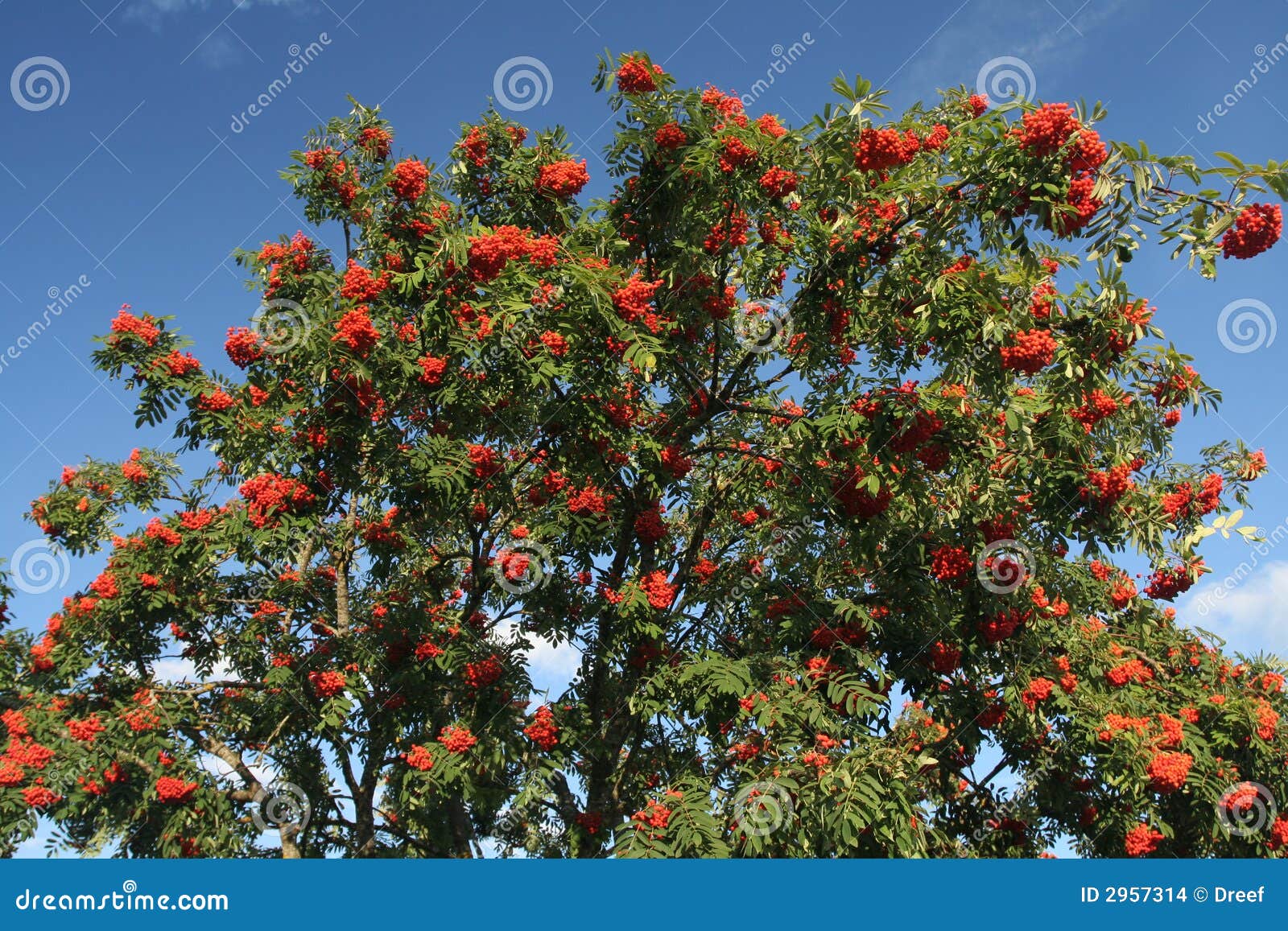 mellow ash-tree berries