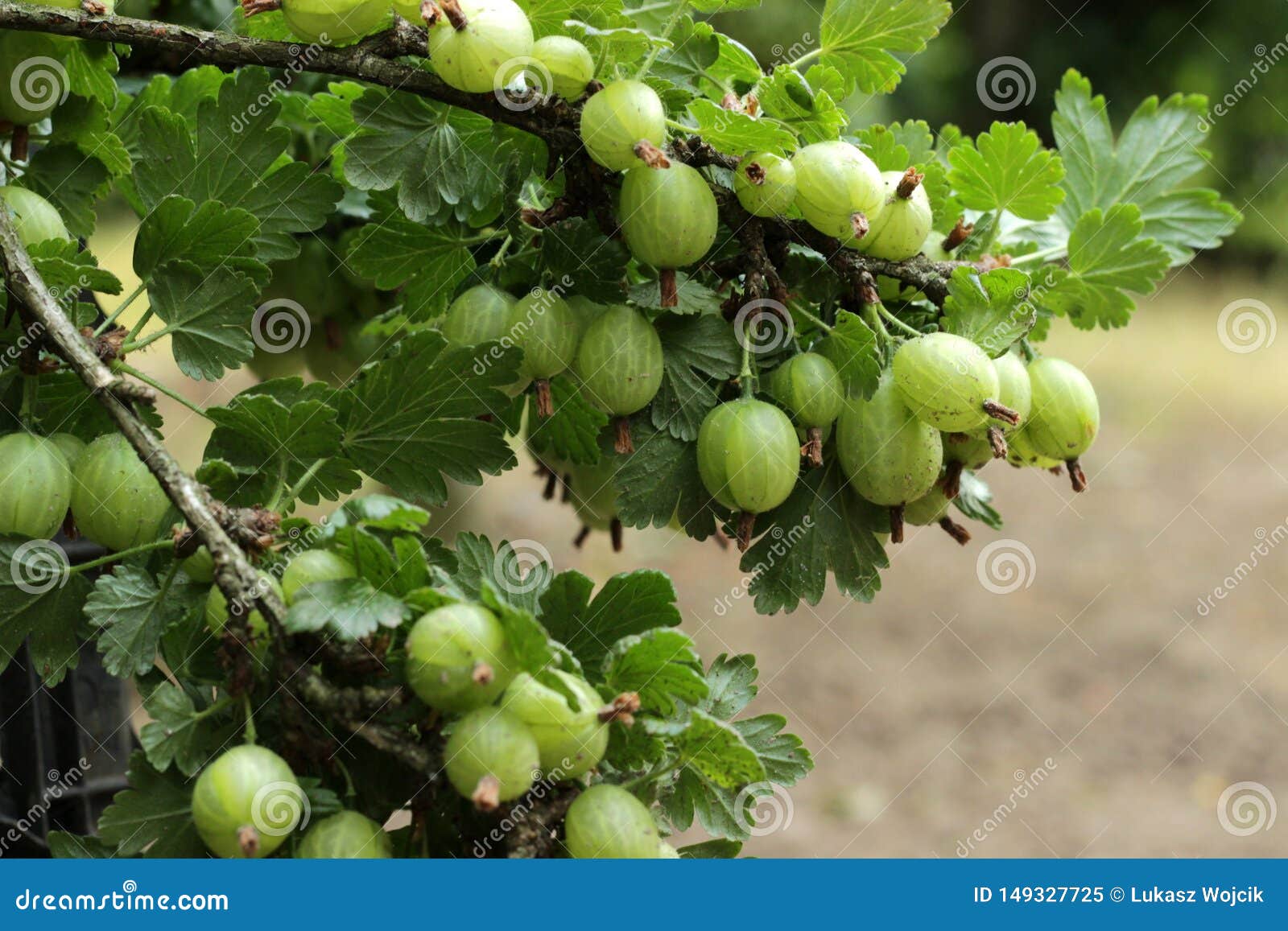 Mellowing gooseberry stock image. Image of green, polish ...
