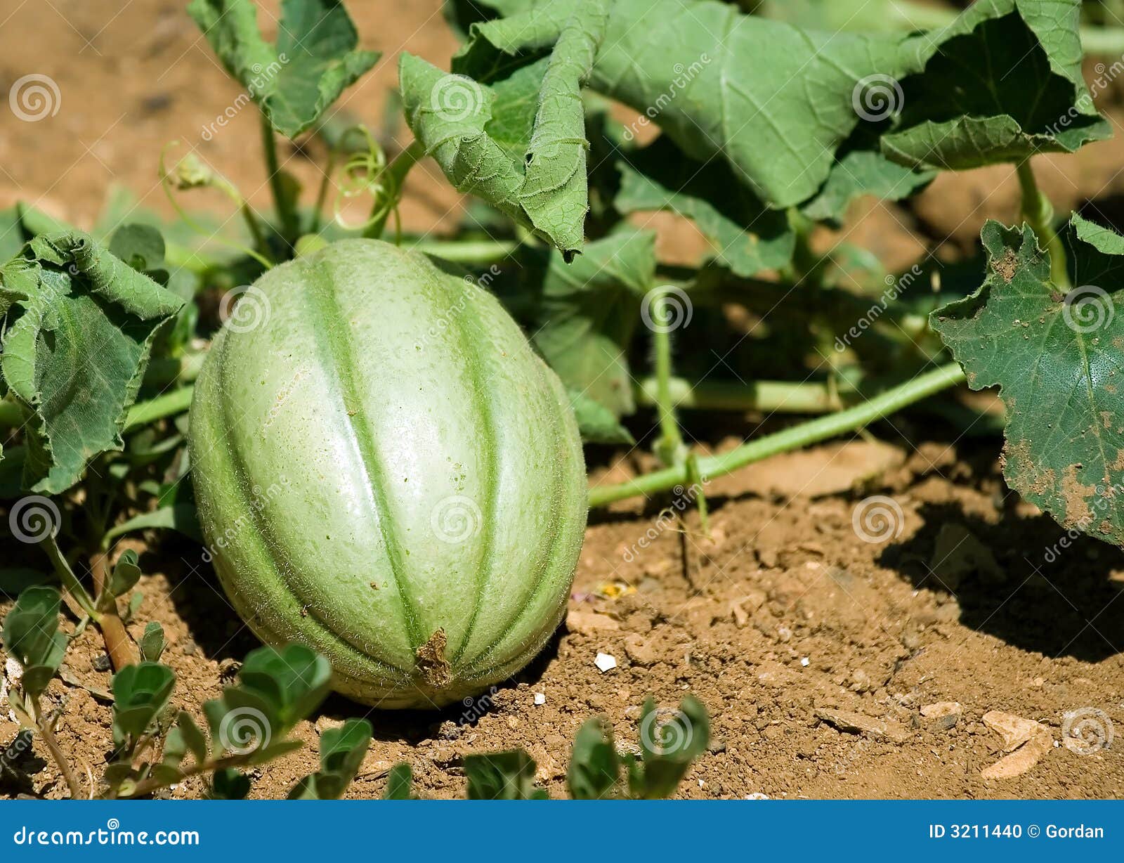 Melon stock photo. Image of nutrition, tasty, farming 3211440