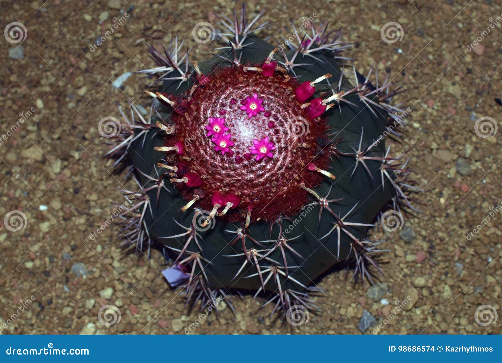 Melon cactus flower stock photo. Image of cacti, venezuela 98686574