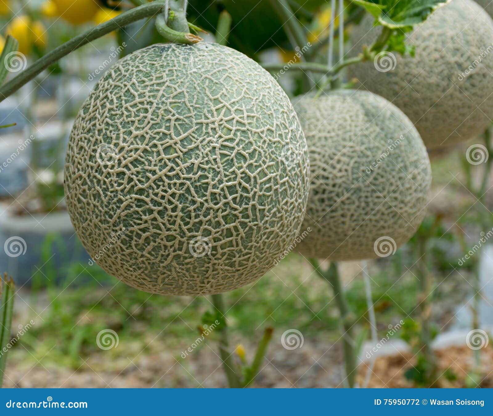 Melon or Cantaloupe in the Garden Fruit Stock Photo Image of nature