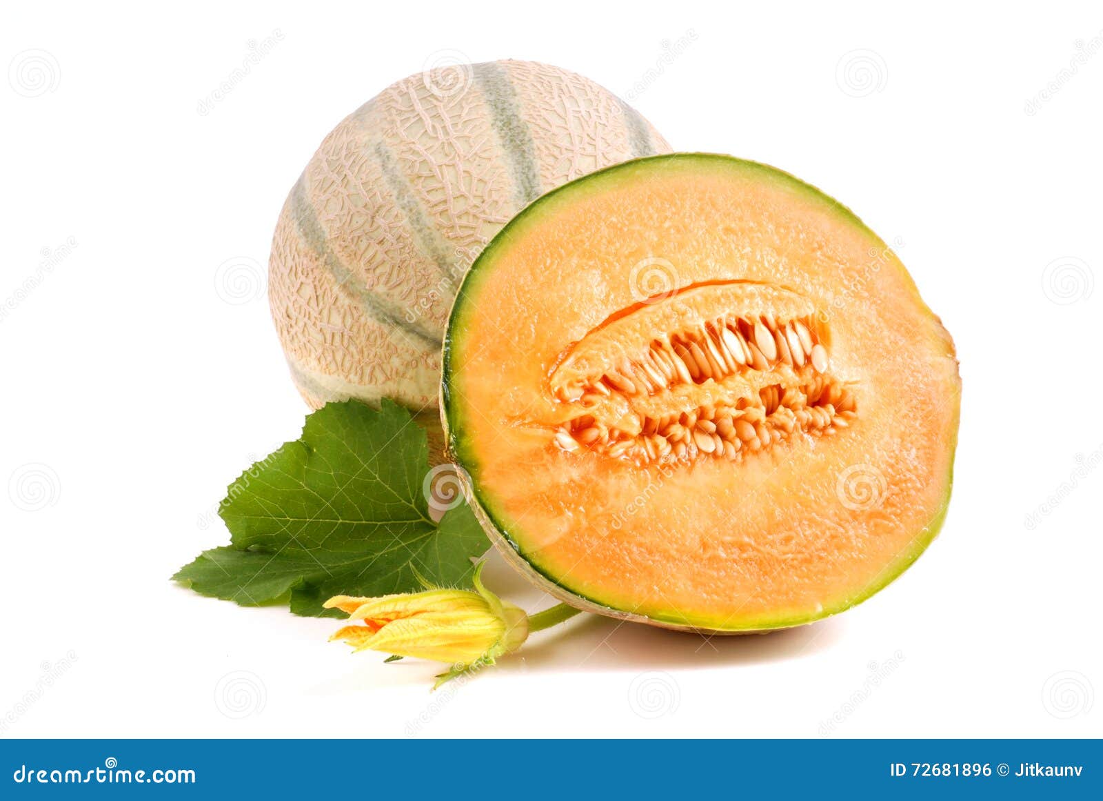 Melon Or Cantaloupe Fruit Hanged On Tree In Hydroponics Farm Stock
