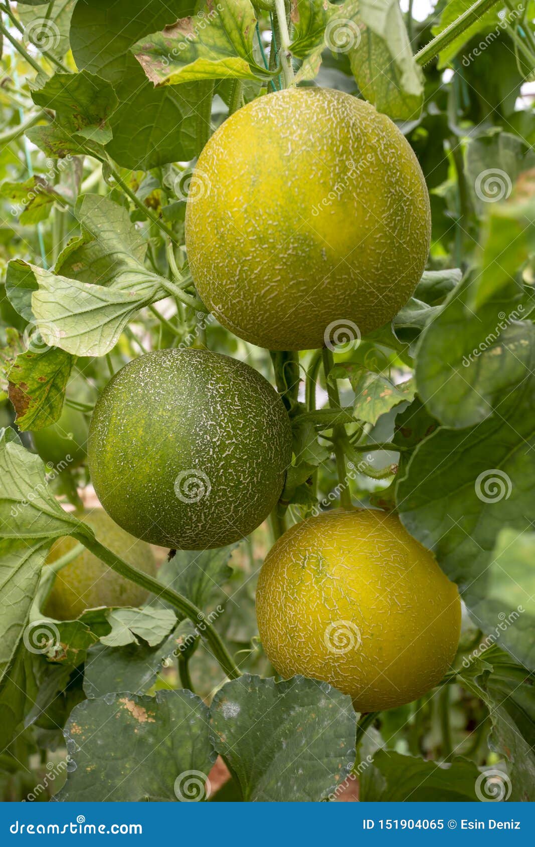 Melon or Cantaloupe Melons Growing in Supported by String Melon Nets
