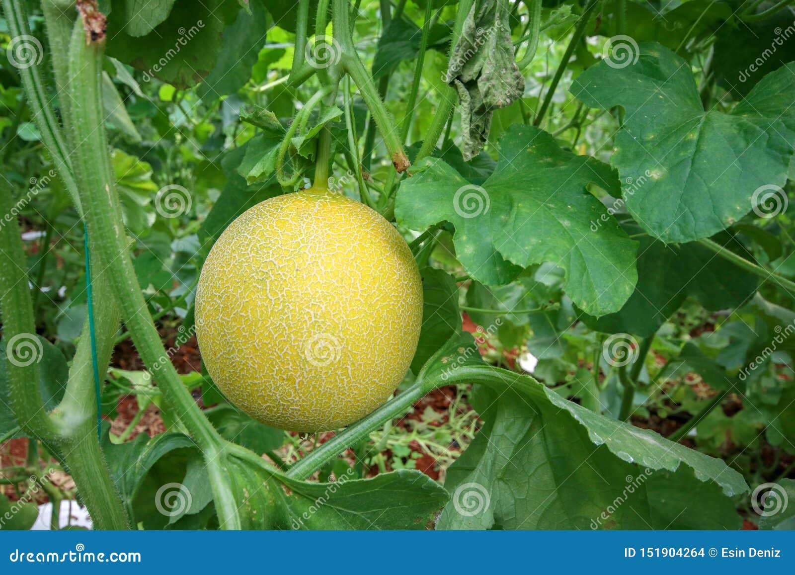 Melon or Cantaloupe Melons Growing in Supported by String Melon Nets
