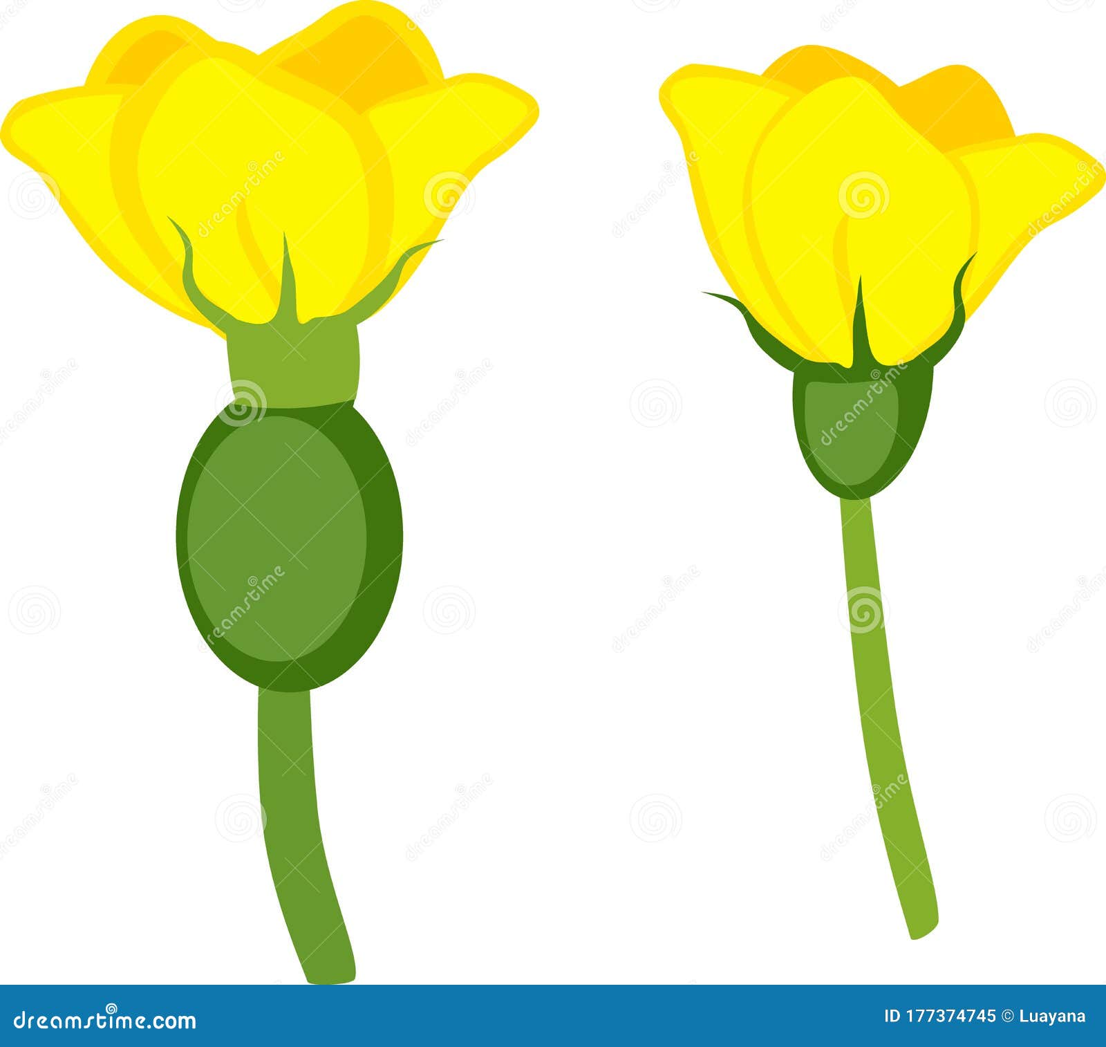 Yellow Female and Male Flowers of Melon Plant Stock Vector