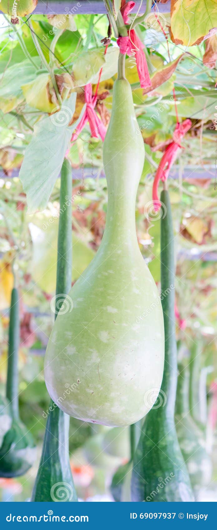 Melon in China, Also Called Dinosaur Melon or Swan Melon Stock Image