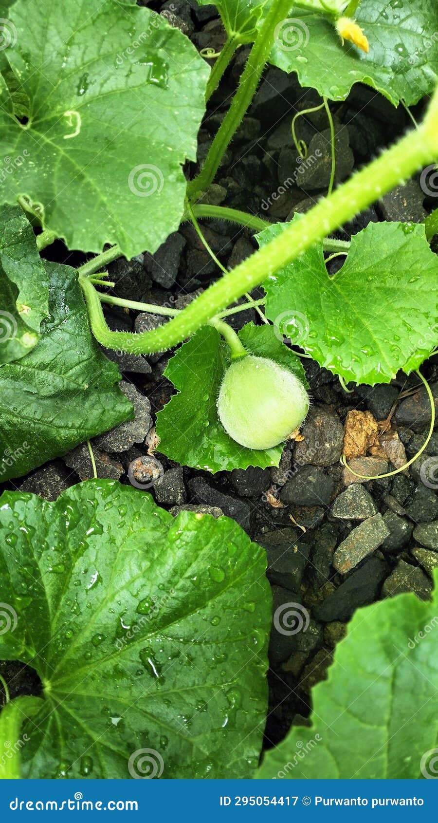Melon Creeping Plants in the Yard Stock Image Image of function, yard