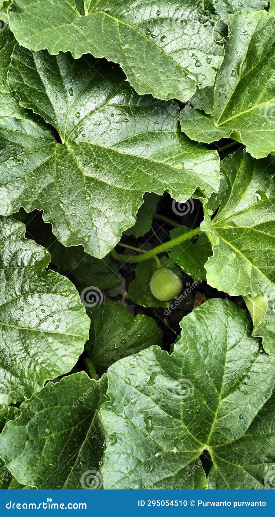 Melon Creeping Plants in the Yard Stock Photo Image of melon