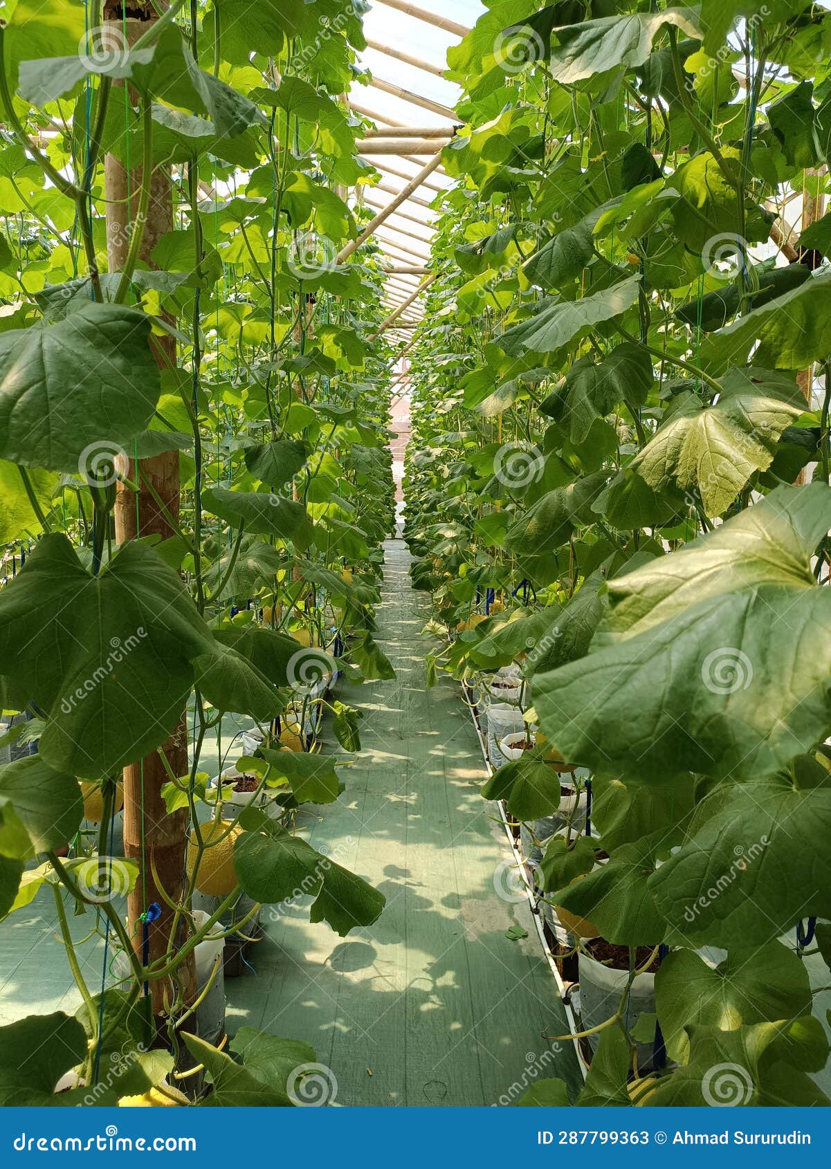 Melon Cultivation with Hydroponic System Stock Image Image of produce