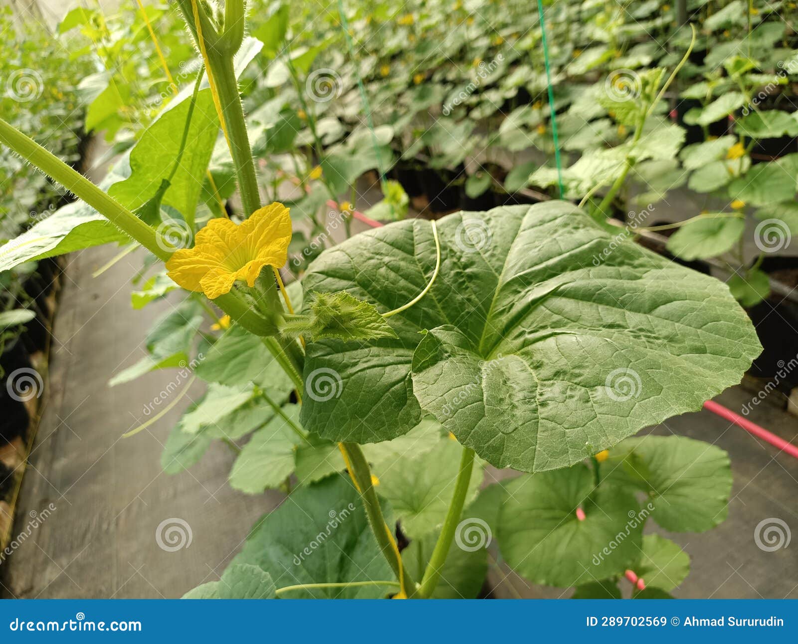 Melon Cultivation Using a Hydroponic System Looks Very Neat in Rows