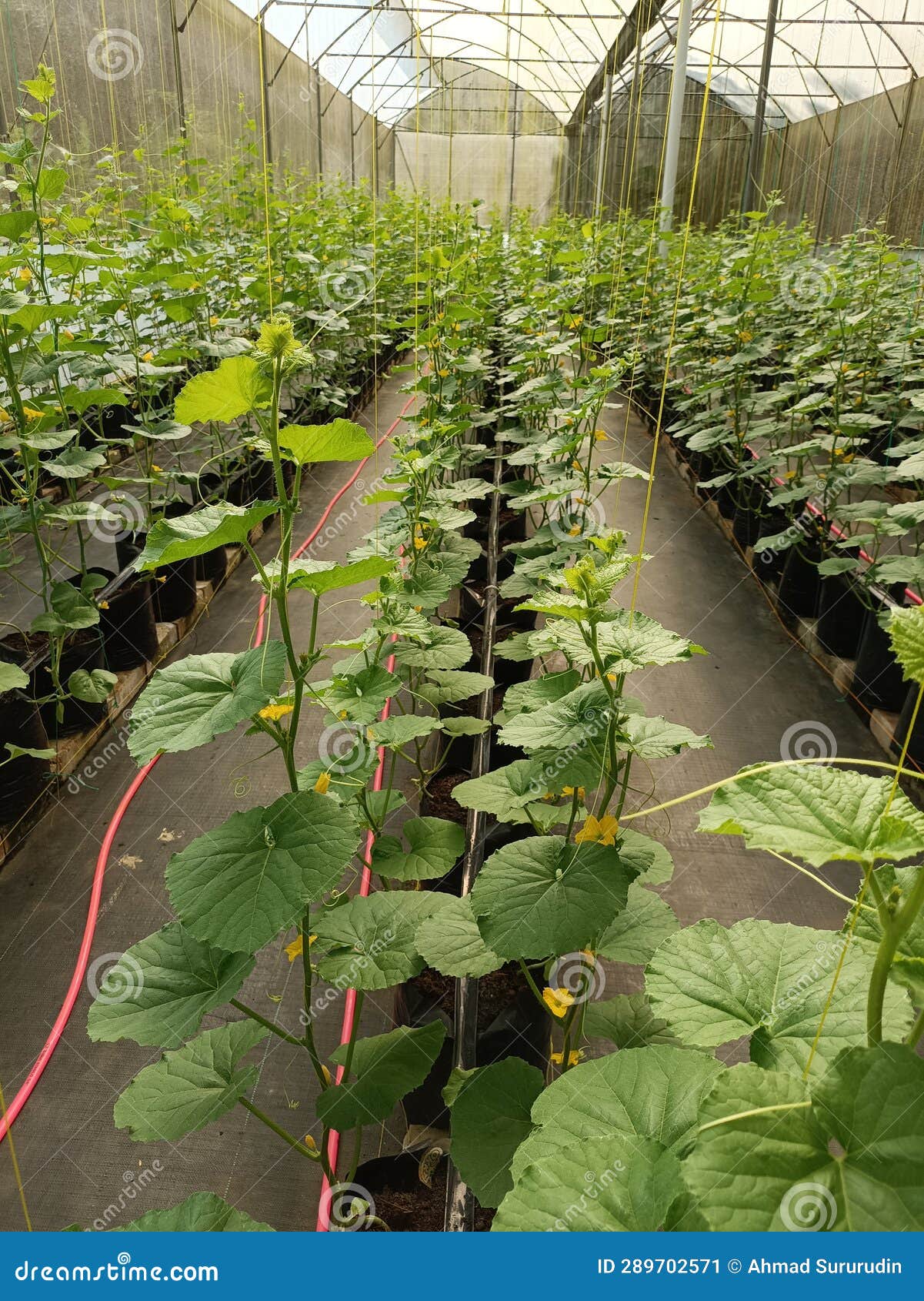 Melon Cultivation Using a Hydroponic System Looks Very Neat in Rows