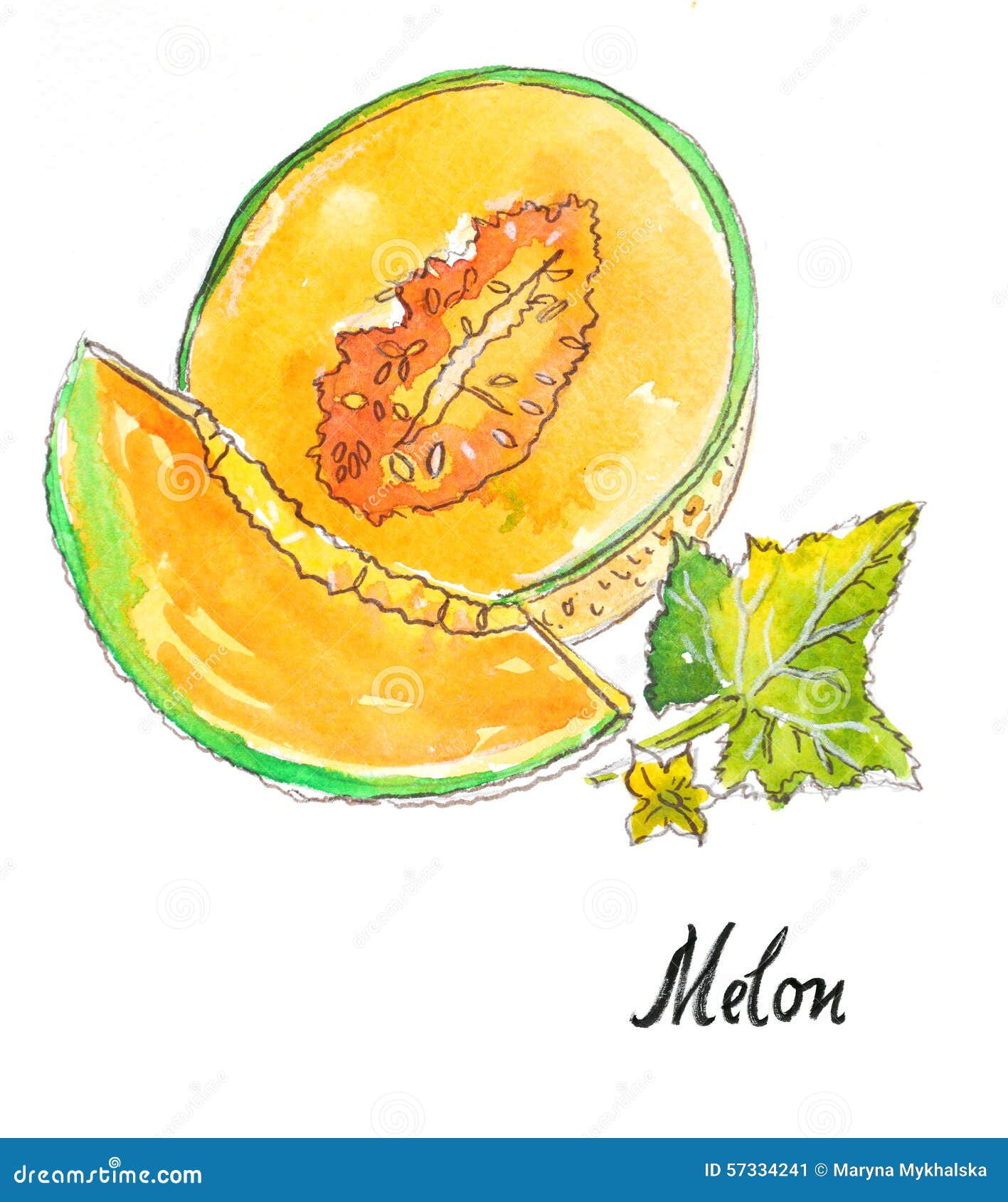 Melon d'aquarelle illustration stock. Illustration du melon 57334241