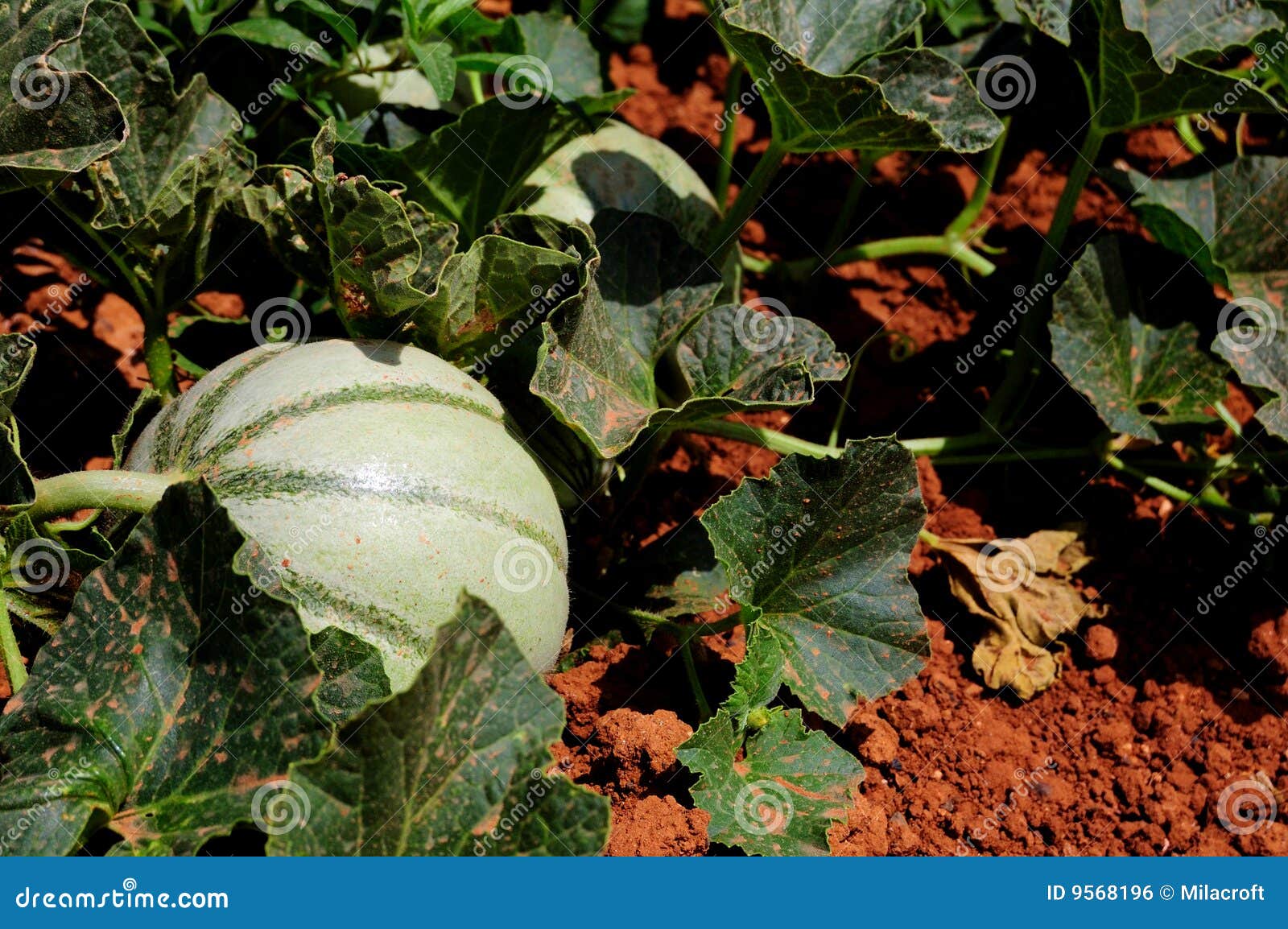 Melon in a farm field stock photo. Image of harvest, melons 9568196